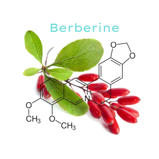 berberine the herbal agent for diarrhea