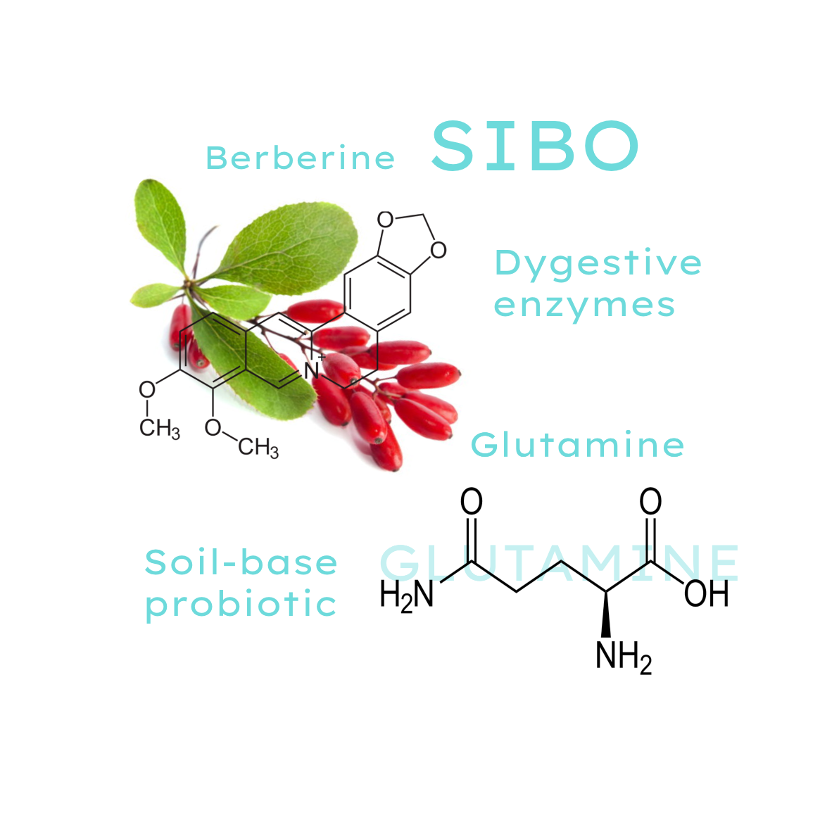 sibo products