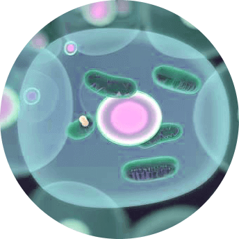 Relation between mitochondrial dysfunction and asd