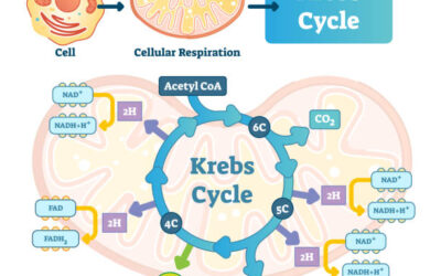 The Intricate Dance of Methylation and the Krebs Cycle: Maintaining GABA and Glutamate Balance for Optimal Health