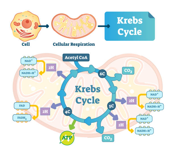 The Intricate Dance of Methylation and the Krebs Cycle: Maintaining GABA and Glutamate Balance for Optimal Health