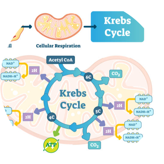 kerbs cycle-methylation