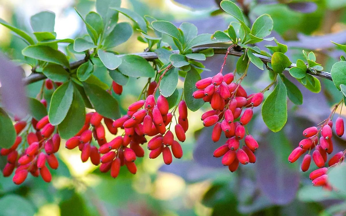 berberine