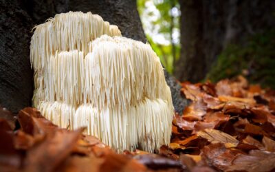 Lion’s Mane benefits – Medicinal Mushroom for Cognitive Health